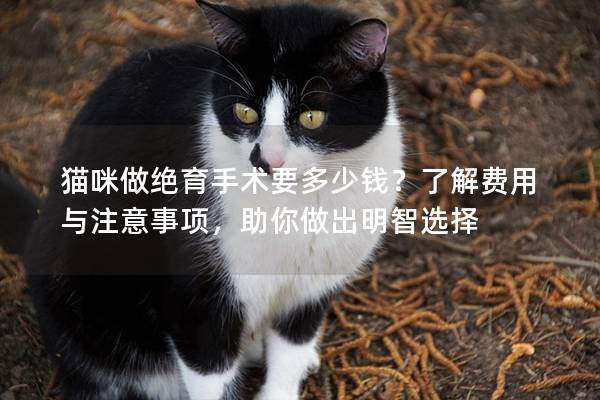 猫咪做绝育手术要多少钱？了解费用与注意事项，助你做出明智选择