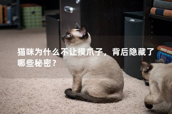 猫咪为什么不让摸爪子，背后隐藏了哪些秘密？