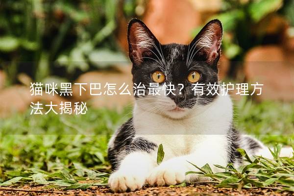 猫咪黑下巴怎么治最快？有效护理方法大揭秘