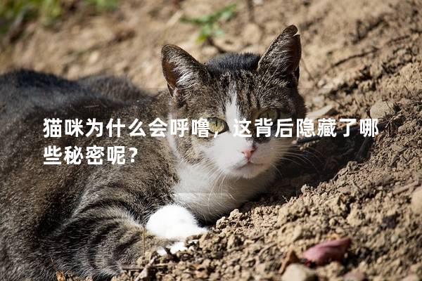 猫咪为什么会呼噜，这背后隐藏了哪些秘密呢？