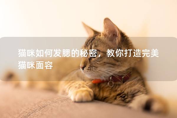 猫咪如何发腮的秘密，教你打造完美猫咪面容