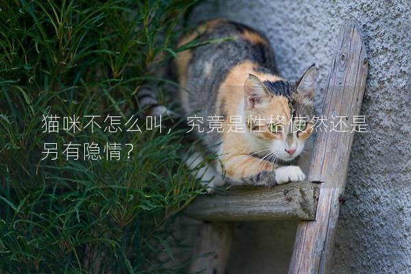 猫咪不怎么叫，究竟是性格使然还是另有隐情？