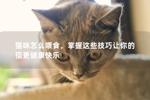 猫咪怎么喂食，掌握这些技巧让你的猫更健康快乐