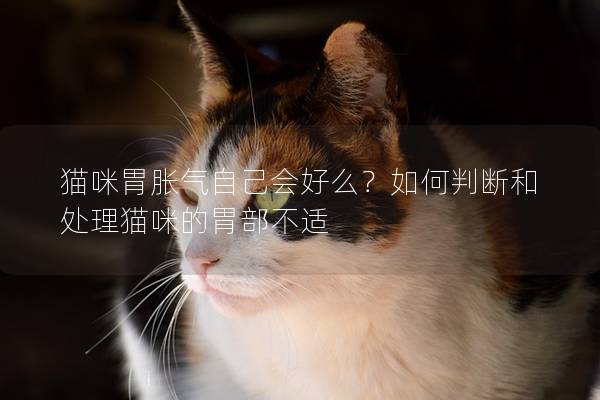 猫咪胃胀气自己会好么？如何判断和处理猫咪的胃部不适