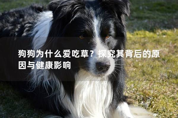 狗狗为什么爱吃草？探究其背后的原因与健康影响