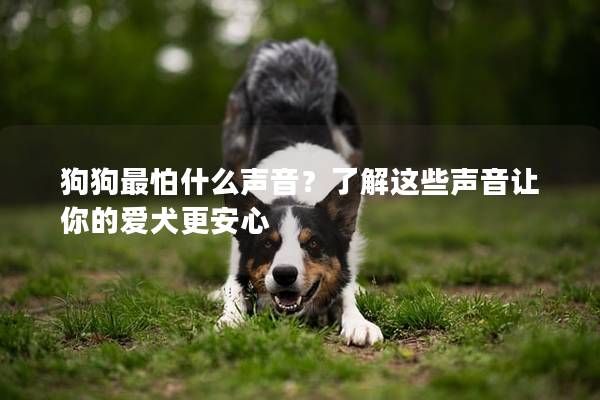 狗狗最怕什么声音？了解这些声音让你的爱犬更安心