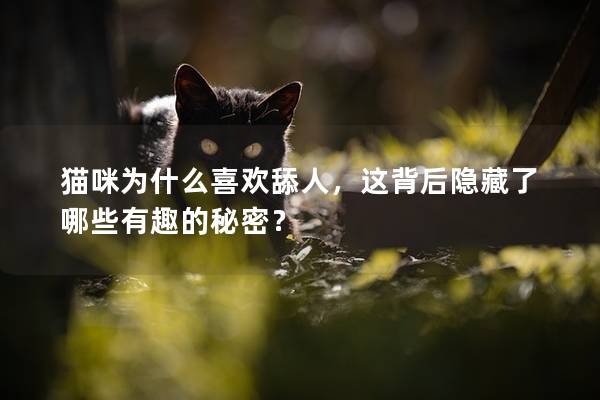 猫咪为什么喜欢舔人，这背后隐藏了哪些有趣的秘密？