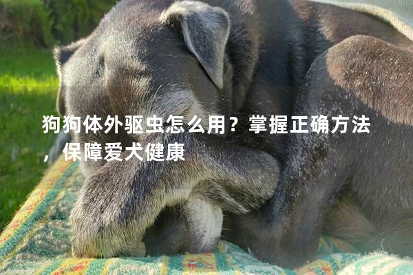 狗狗体外驱虫怎么用？掌握正确方法，保障爱犬健康