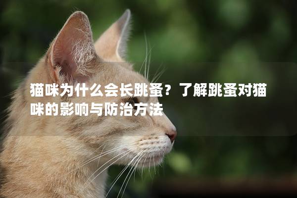 猫咪为什么会长跳蚤？了解跳蚤对猫咪的影响与防治方法