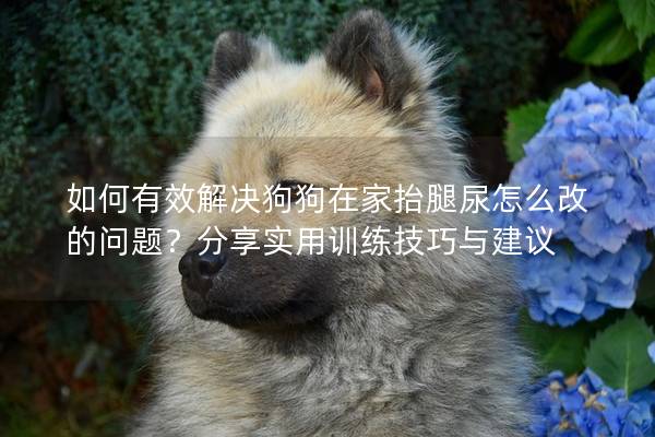 如何有效解决狗狗在家抬腿尿怎么改的问题？分享实用训练技巧与建议