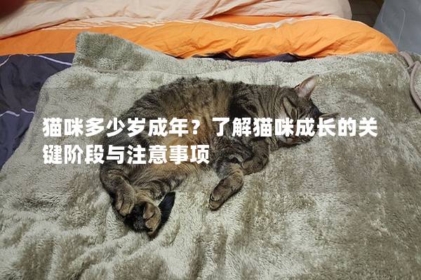 猫咪多少岁成年？了解猫咪成长的关键阶段与注意事项