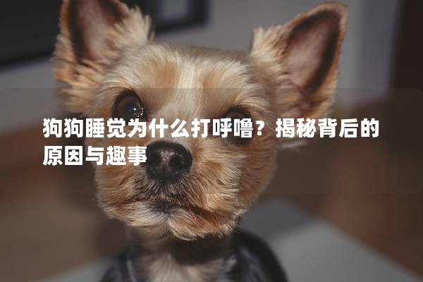 狗狗睡觉为什么打呼噜？揭秘背后的原因与趣事