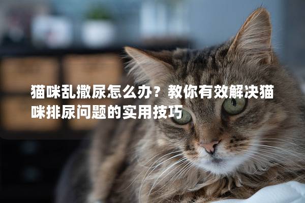 猫咪乱撒尿怎么办？教你有效解决猫咪排尿问题的实用技巧