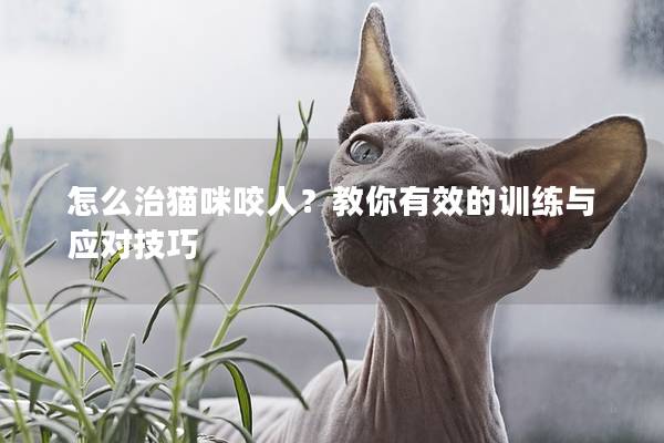 怎么治猫咪咬人？教你有效的训练与应对技巧