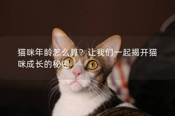 猫咪年龄怎么算？让我们一起揭开猫咪成长的秘密