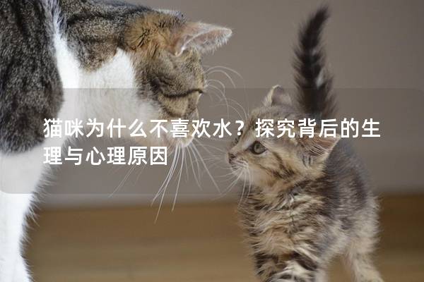 猫咪为什么不喜欢水？探究背后的生理与心理原因