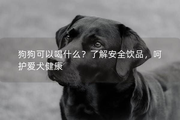 狗狗可以喝什么？了解安全饮品，呵护爱犬健康