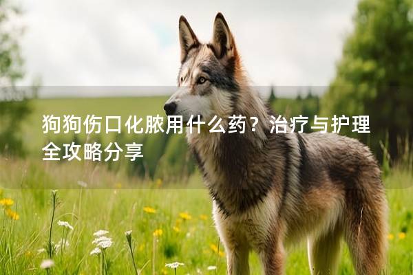 狗狗伤口化脓用什么药？治疗与护理全攻略分享