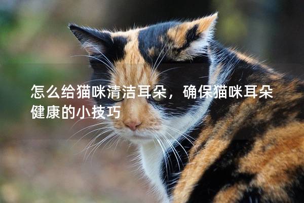 怎么给猫咪清洁耳朵，确保猫咪耳朵健康的小技巧