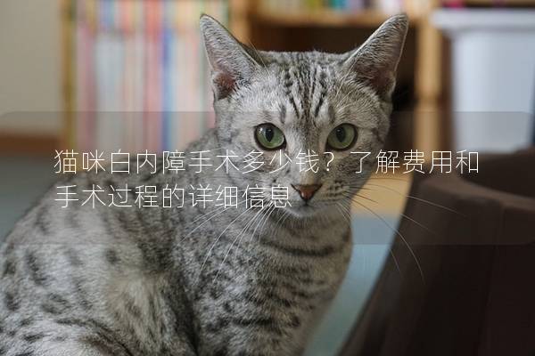 猫咪白内障手术多少钱？了解费用和手术过程的详细信息