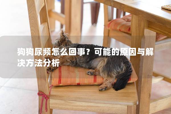 狗狗尿频怎么回事？可能的原因与解决方法分析