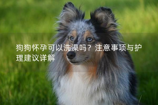 狗狗怀孕可以洗澡吗？注意事项与护理建议详解