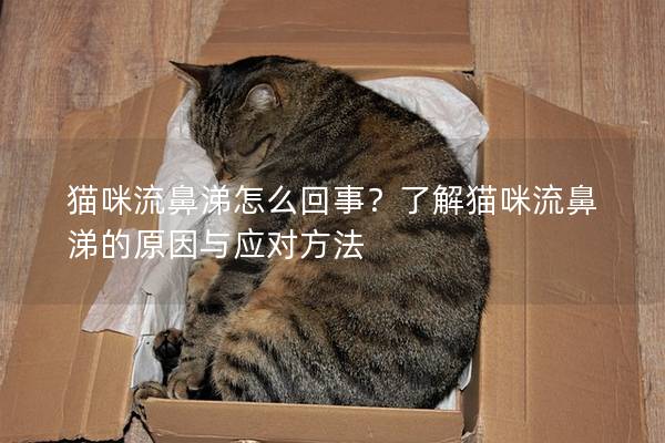 猫咪流鼻涕怎么回事？了解猫咪流鼻涕的原因与应对方法