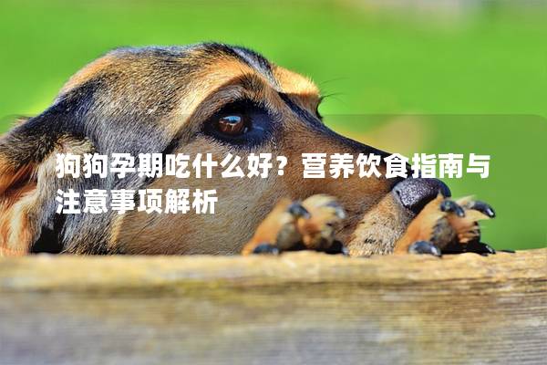 狗狗孕期吃什么好？营养饮食指南与注意事项解析