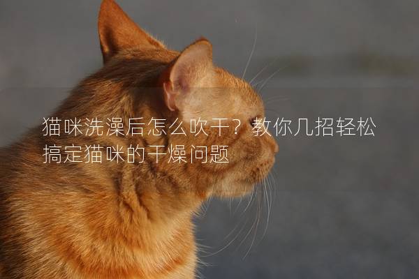 猫咪洗澡后怎么吹干？教你几招轻松搞定猫咪的干燥问题