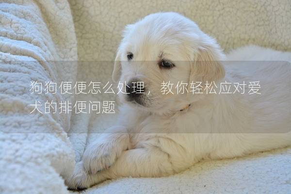 狗狗便便怎么处理，教你轻松应对爱犬的排便问题