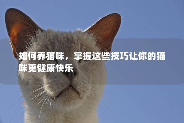 如何养猫咪，掌握这些技巧让你的猫咪更健康快乐