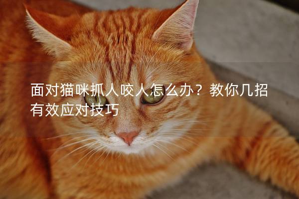 面对猫咪抓人咬人怎么办？教你几招有效应对技巧