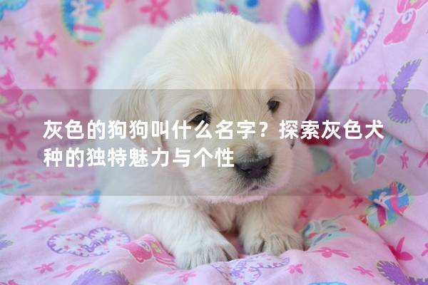 灰色的狗狗叫什么名字？探索灰色犬种的独特魅力与个性