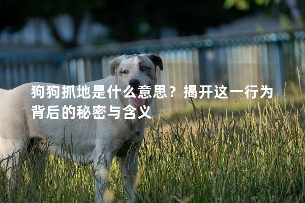 狗狗抓地是什么意思？揭开这一行为背后的秘密与含义