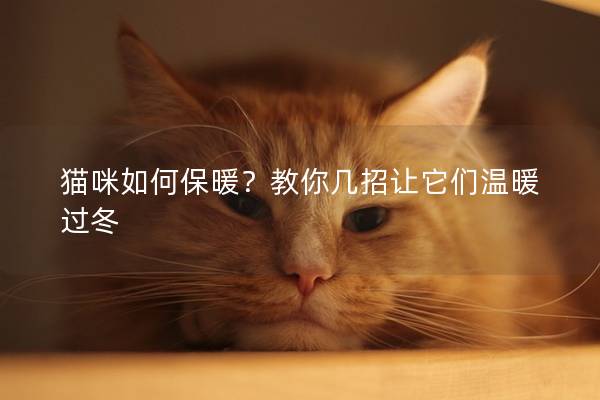 猫咪如何保暖？教你几招让它们温暖过冬