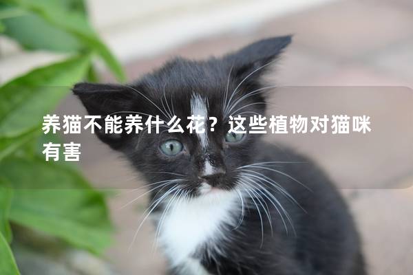 养猫不能养什么花？这些植物对猫咪有害