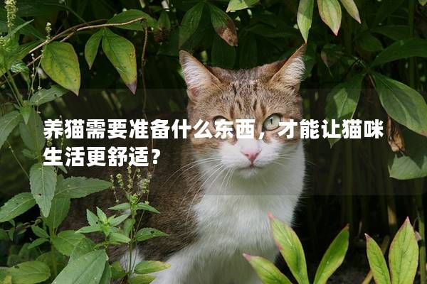 养猫需要准备什么东西，才能让猫咪生活更舒适？