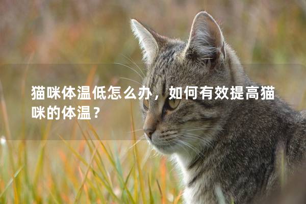 猫咪体温低怎么办，如何有效提高猫咪的体温？