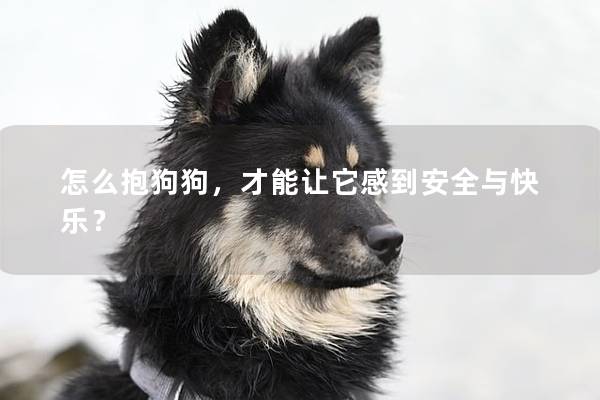 怎么抱狗狗，才能让它感到安全与快乐？