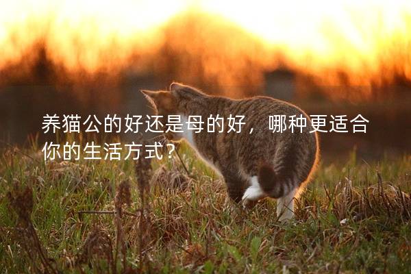 养猫公的好还是母的好，哪种更适合你的生活方式？