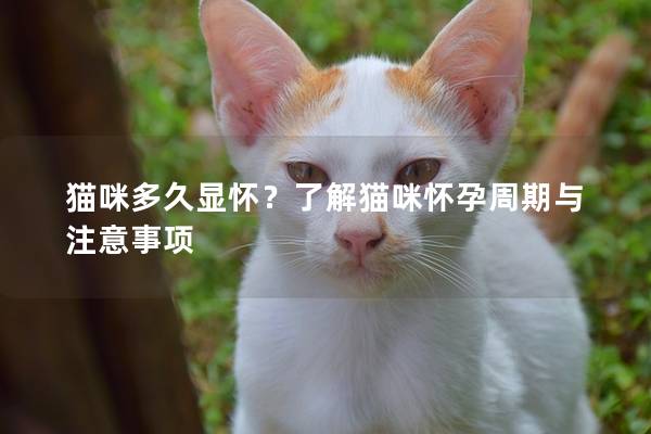 猫咪多久显怀？了解猫咪怀孕周期与注意事项