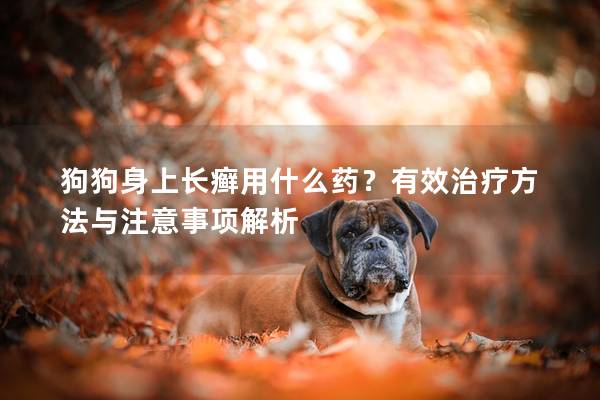 狗狗身上长癣用什么药？有效治疗方法与注意事项解析