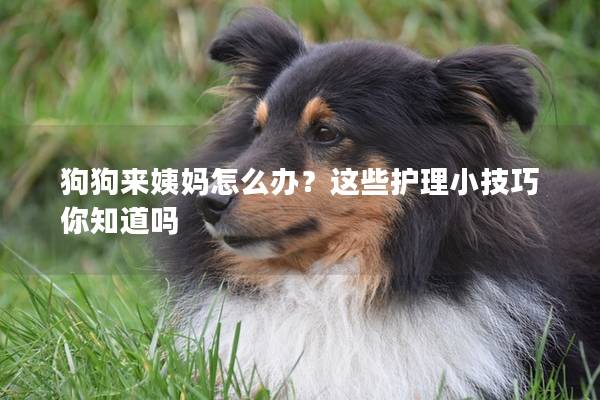 狗狗来姨妈怎么办？这些护理小技巧你知道吗