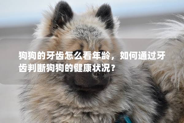 狗狗的牙齿怎么看年龄，如何通过牙齿判断狗狗的健康状况？