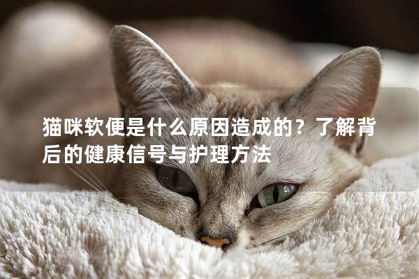 猫咪软便是什么原因造成的？了解背后的健康信号与护理方法