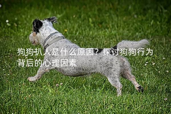 狗狗扒人是什么原因？探讨狗狗行为背后的心理因素