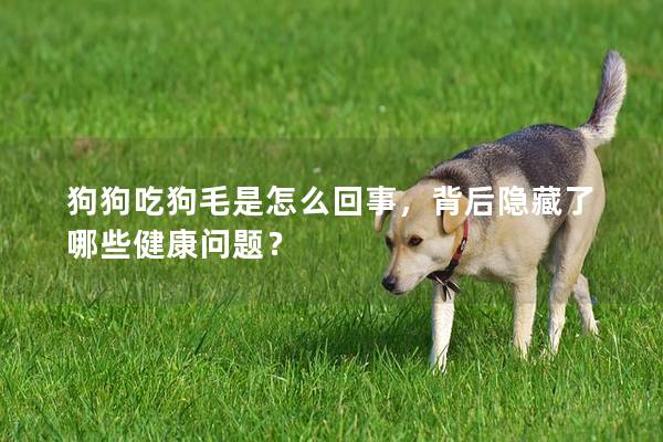 狗狗吃狗毛是怎么回事，背后隐藏了哪些健康问题？