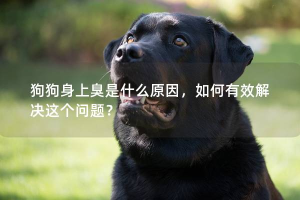 狗狗身上臭是什么原因，如何有效解决这个问题？