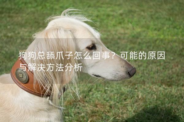 狗狗总舔爪子怎么回事？可能的原因与解决方法分析