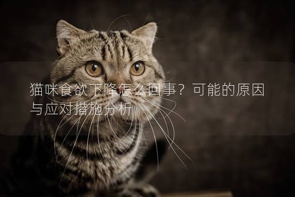 猫咪食欲下降怎么回事？可能的原因与应对措施分析